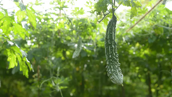 Beyond Calories: Roots and Tubers for Health Equity and Sustainable Development