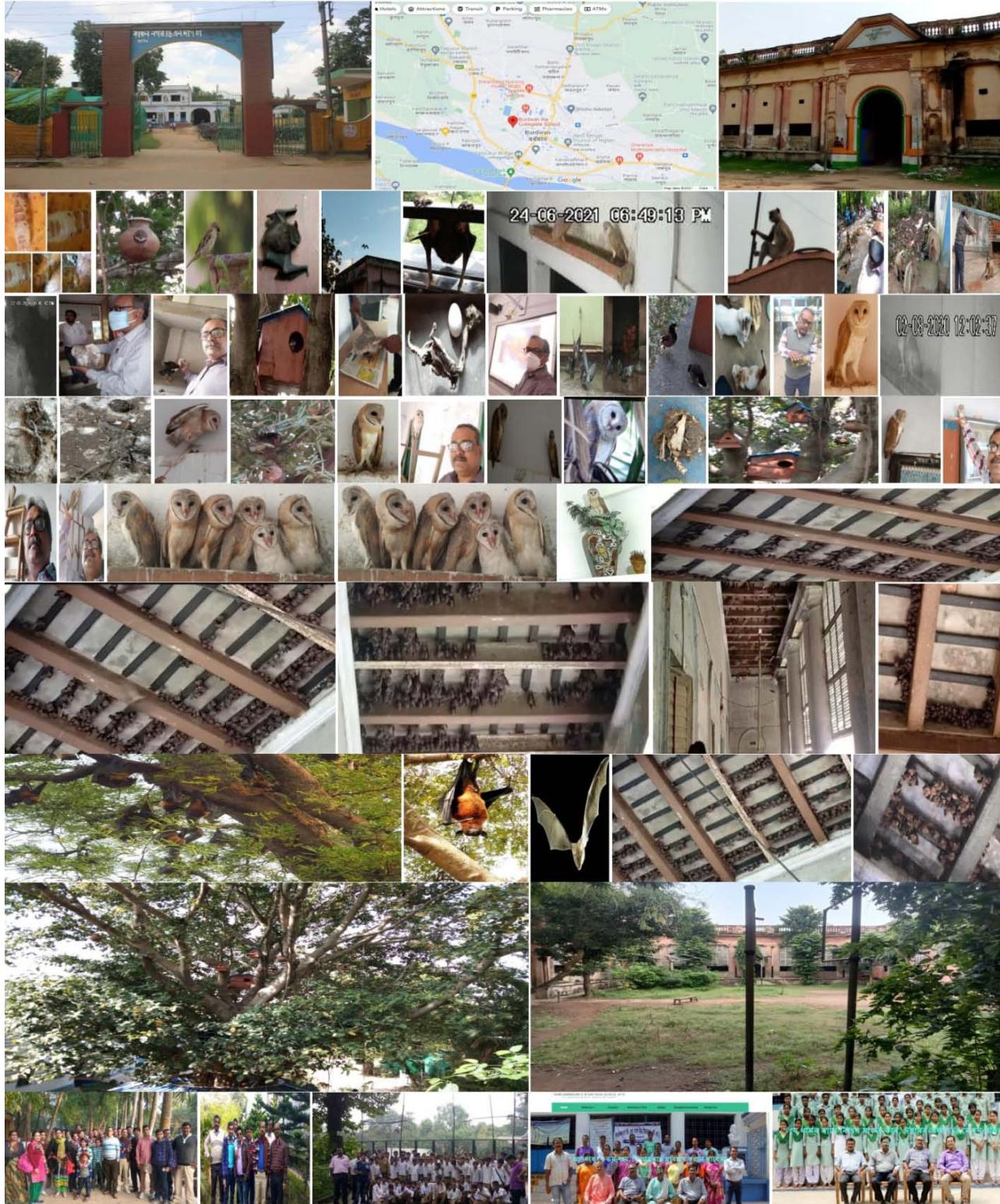 Owls and Bats Act as Future ‘Wild X-Disease’ Preventive COVID- 19 Non-Medicated Vaccine: Improved Global-Health-Forestry-Agriculture-Environment-Science-Technology-Communication