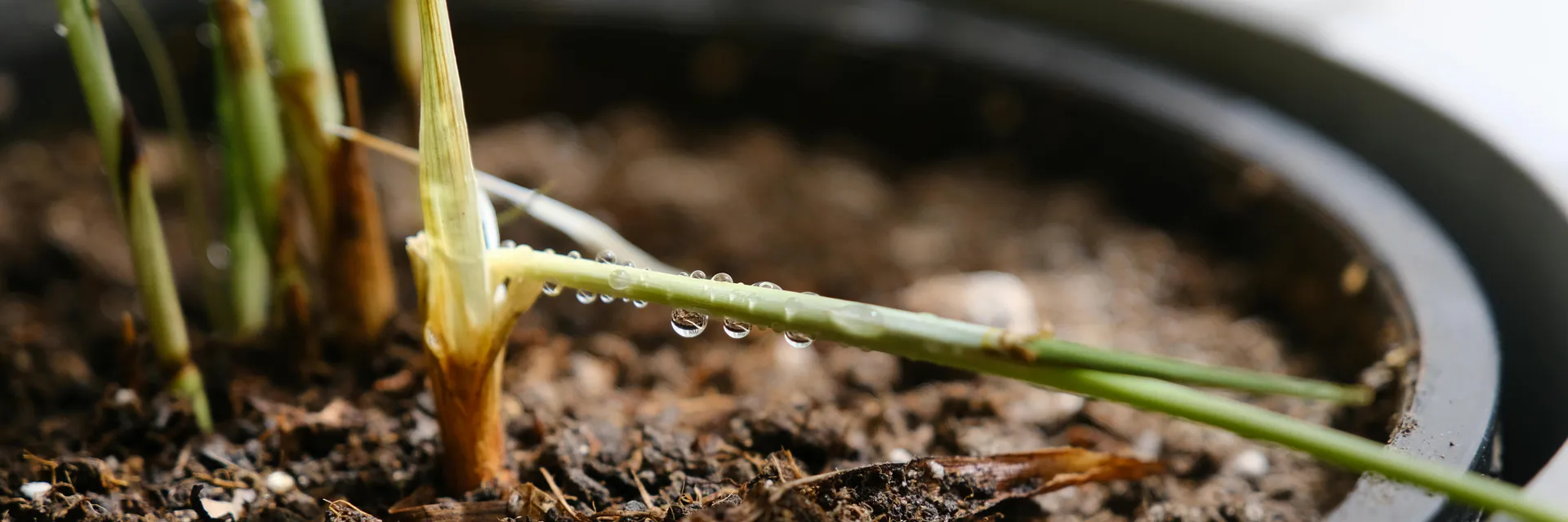 A Comparative Study on the Larvicidal Effect of Ethanol Leaf Extracts of Cymbopogon Citratus (Lemongrass) and Ximenia Americana (Sea Lemon) on Anopheles and Culex Larva Banner