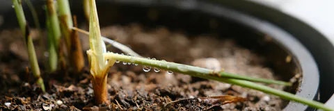 A Comparative Study on the Larvicidal Effect of Ethanol Leaf Extracts of Cymbopogon Citratus (Lemongrass) and Ximenia Americana (Sea Lemon) on Anopheles and Culex Larva