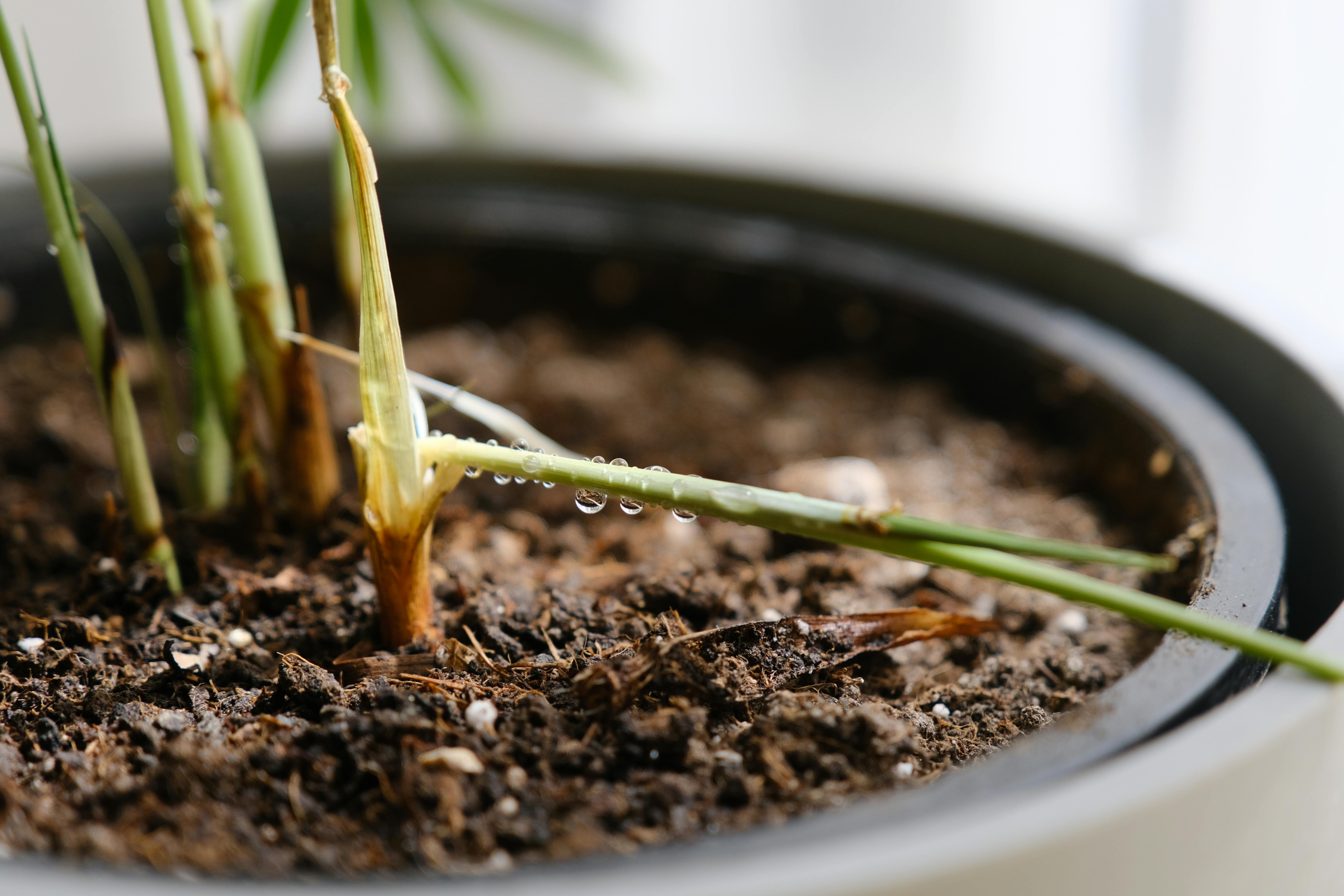 A Comparative Study on the Larvicidal Effect of Ethanol Leaf Extracts of Cymbopogon Citratus (Lemongrass) and Ximenia Americana (Sea Lemon) on Anopheles and Culex Larva