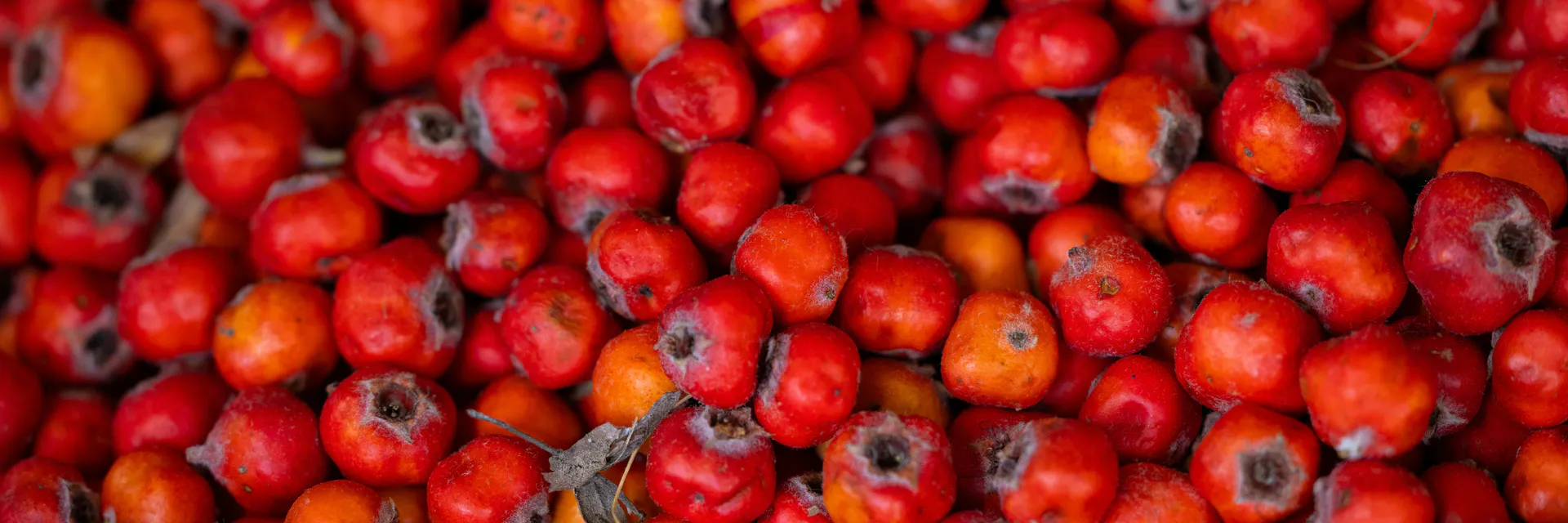 Cornelian Cherry (Cornus Mas L.) Berries: Methods of Bioactive Potential Preserving Banner