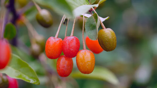Cornelian Cherry (Cornus Mas L.) Berries: Methods of Bioactive Potential Preserving