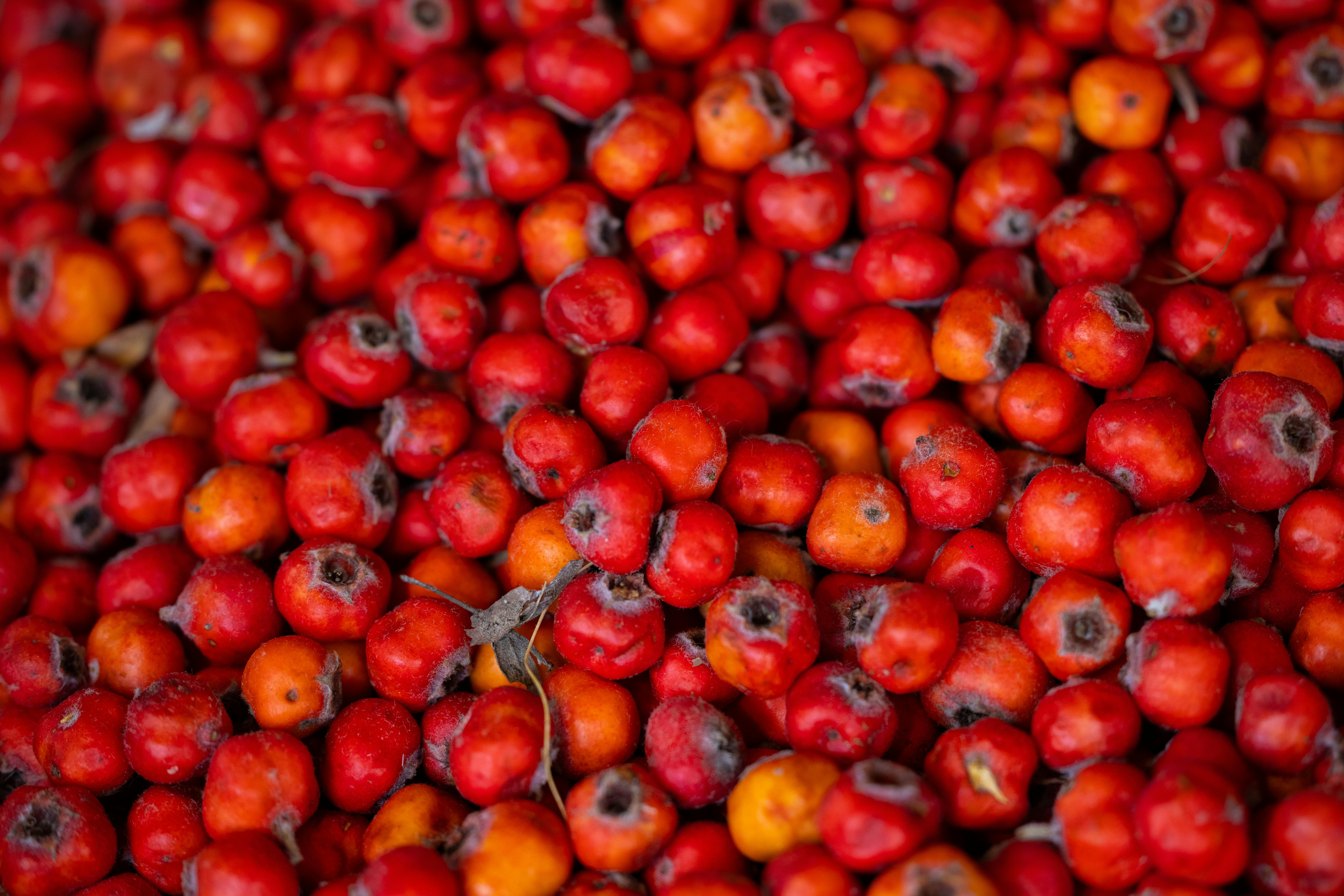 Cornelian Cherry (Cornus Mas L.) Berries: Methods of Bioactive Potential Preserving