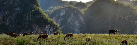Impact of a Competence’s Formation Model on Local Agricultural Development in Cuba