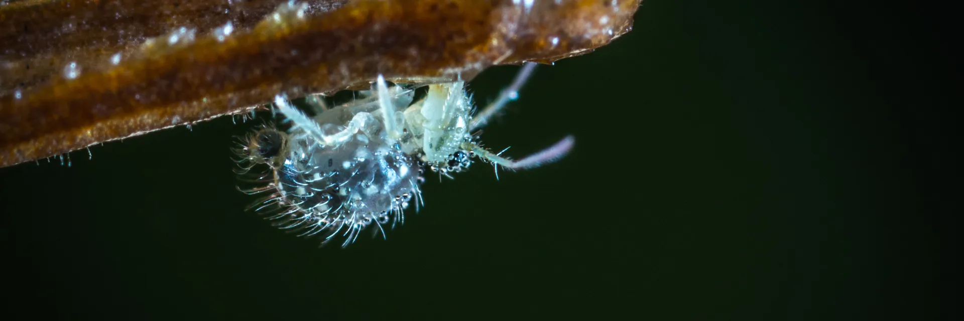 Direct and Indirect Effect of Myzus Persicae Infestation on Buildup of Whitefly (Bemisia tabaci) in Tomato Crop under Laboratory Conditions Banner