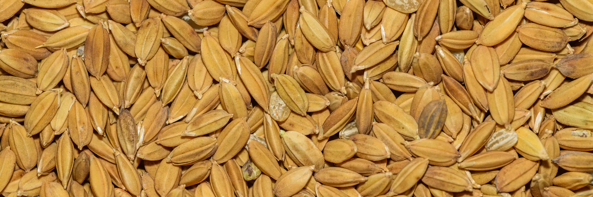 Presence of Arsenic in Argentinian Rices. Strategies to Minimize Them Banner