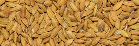 Presence of Arsenic in Argentinian Rices. Strategies to Minimize Them