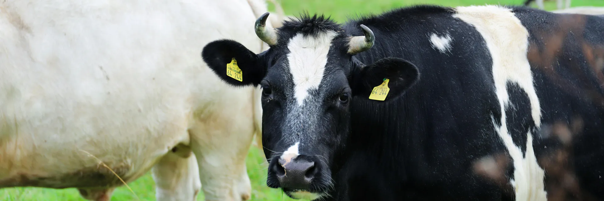 Biological Control of Cattle Ticks through Native Entomopathogenic Nematodes (Steinernema carpocapsae) Banner