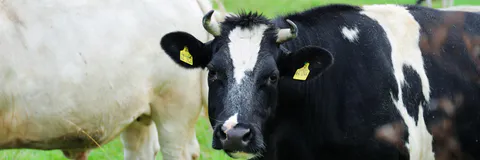Biological Control of Cattle Ticks through Native Entomopathogenic Nematodes (Steinernema carpocapsae)
