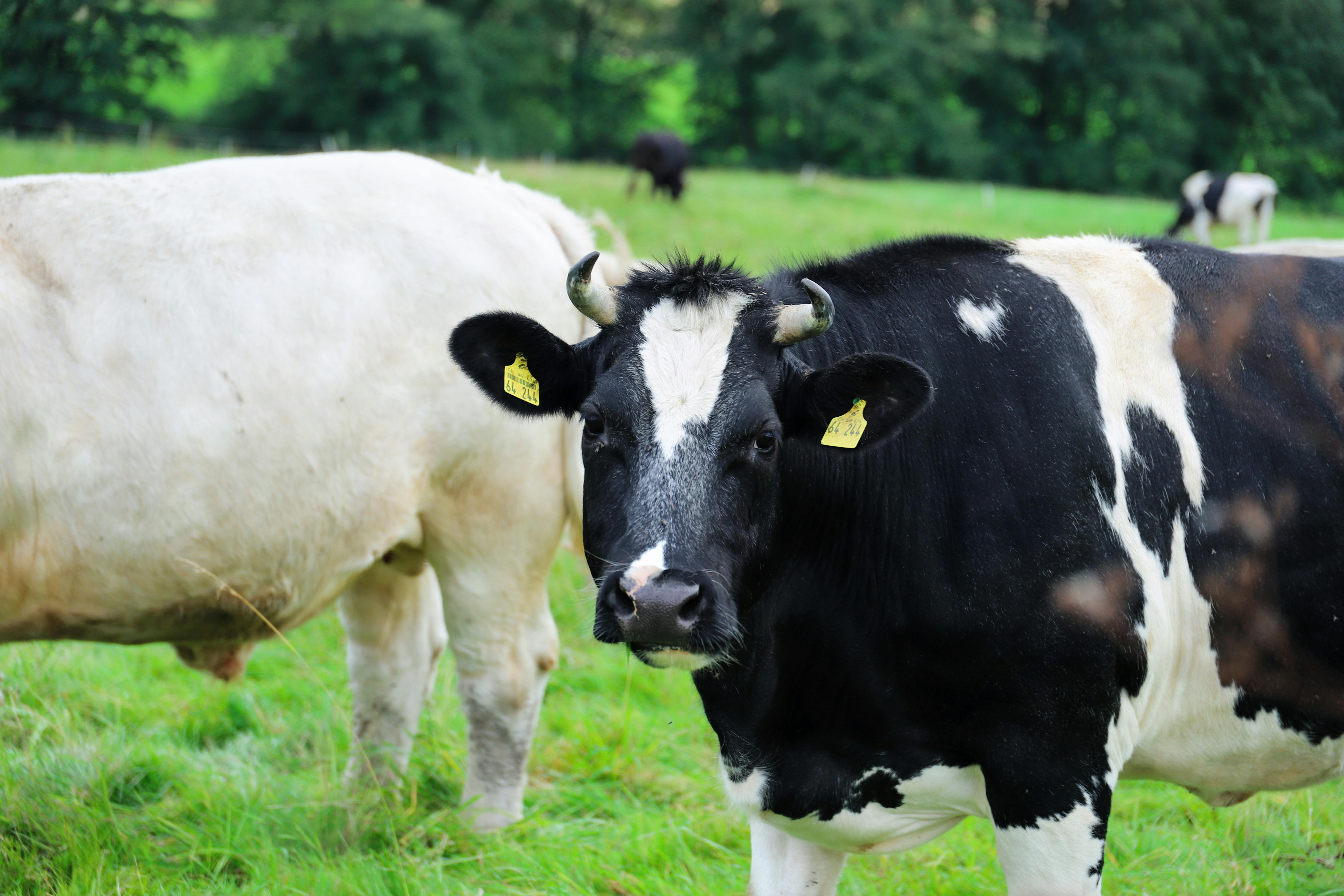 Biological Control of Cattle Ticks through Native Entomopathogenic Nematodes (Steinernema carpocapsae)