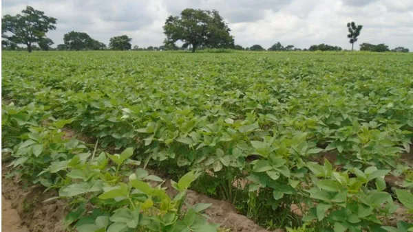 Diversity, Distribution and Domestication of Lguminous Plants in Zamfara State Nigeria