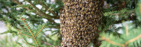 Leveraging Business-Inspired Computational Intelligence Techniques for Enhanced Data Analytics: Applications of Genetic Algorithms, Fuzzy Logic, and Swarm Intelligence