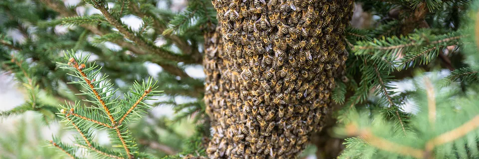 Leveraging Business-Inspired Computational Intelligence Techniques for Enhanced Data Analytics: Applications of Genetic Algorithms, Fuzzy Logic, and Swarm Intelligence Banner