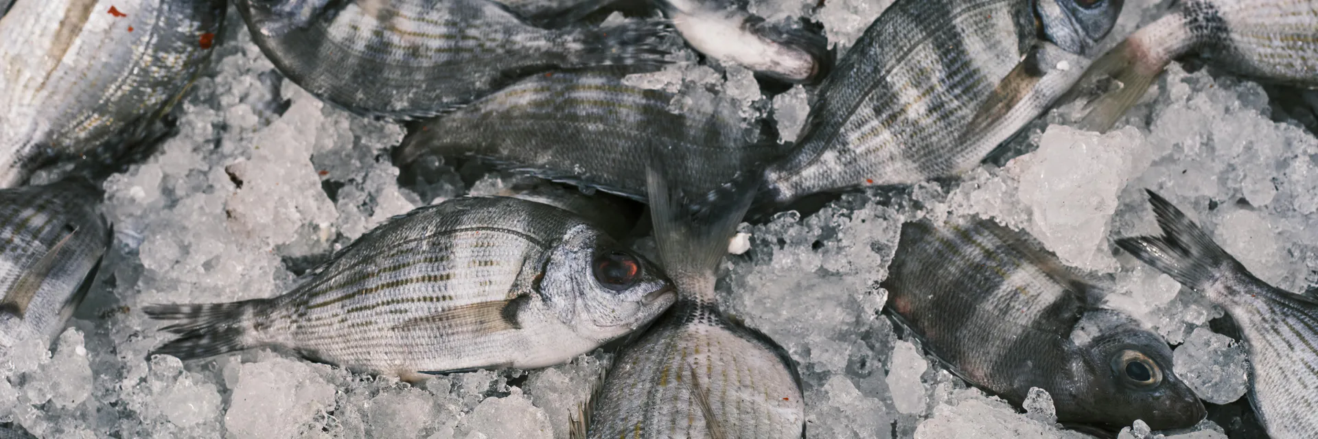 First Detection and Molecular Characterisation of Eimeria spp on Mugilidae fish Mugil cephalus Linnaeus, 1758 in Algerian Coast Banner
