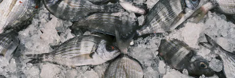 First Detection and Molecular Characterisation of Eimeria spp on Mugilidae fish Mugil cephalus Linnaeus, 1758 in Algerian Coast