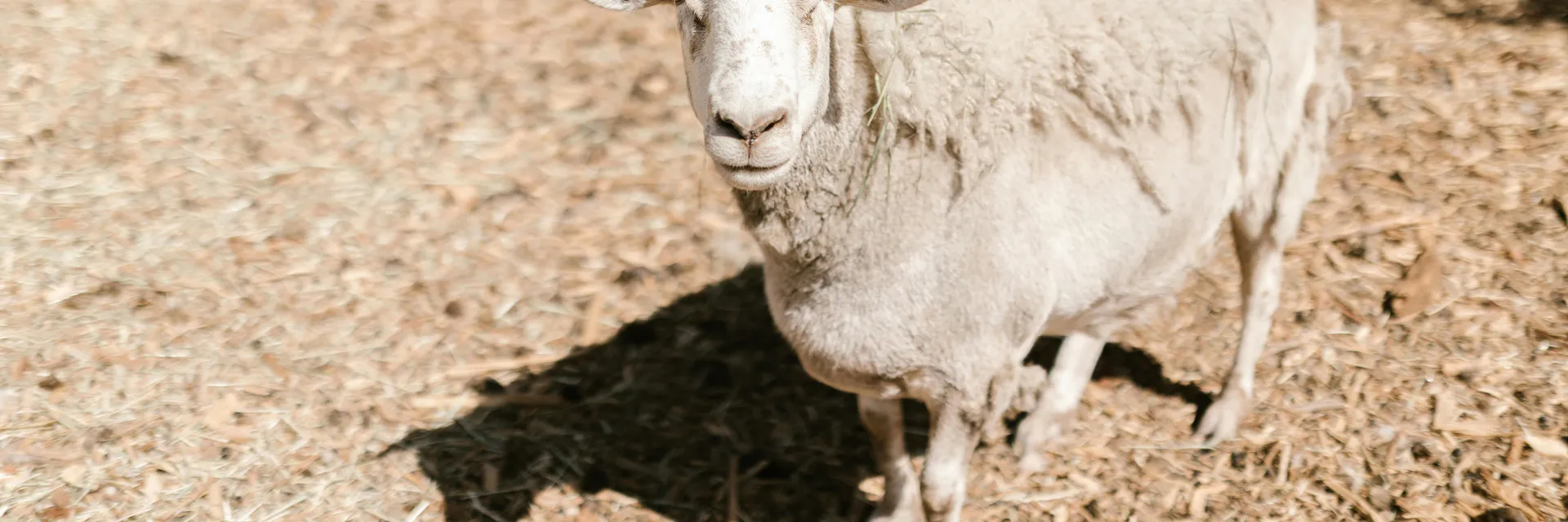 Sustainability Analysis in Beef Production in Goiás Banner