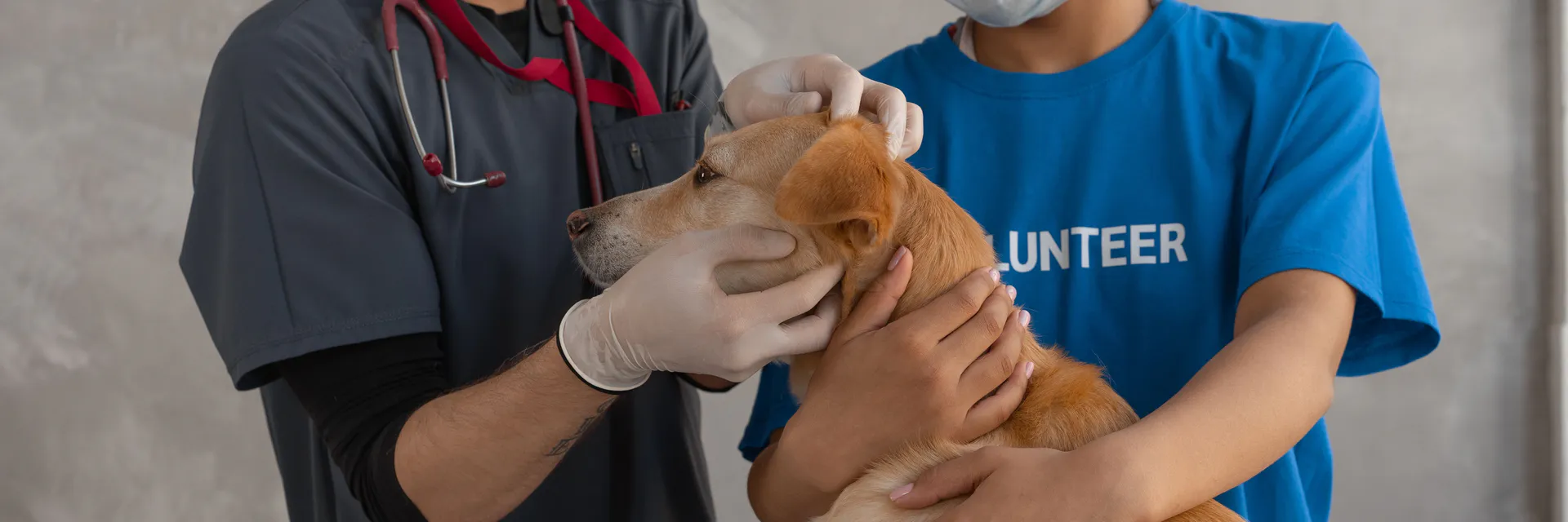 Detection of Hepatic Problem in Dogs and Cats by Biochemical Assay and Imaging Technique (X-Ray and Ultrasonography) Banner