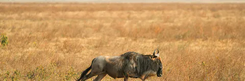 Effect of Wildebeest Migration Pattern on Sustainability of Tourism Development at Mara-Serengeti Ecosystem: A Transboundary Resource Management Perspective