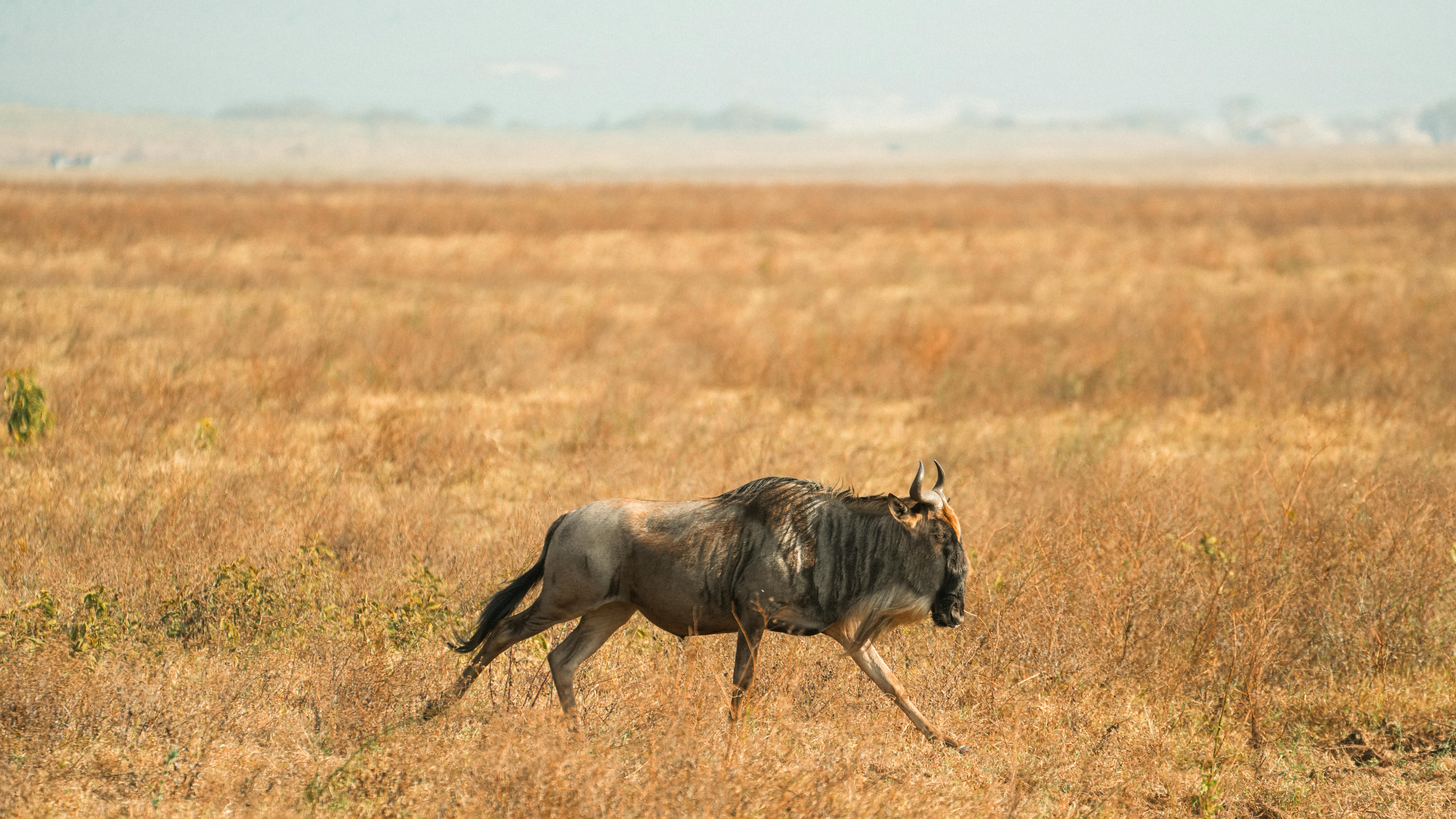 Effect of Wildebeest Migration Pattern on Sustainability of Tourism Development at Mara-Serengeti Ecosystem: A Transboundary Resource Management Perspective