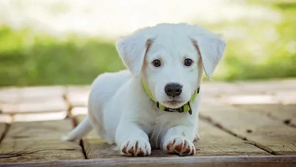 Effectiveness of the use of DAFS-25 in the Standard Hepatitis Treatment Regimen for Dogs