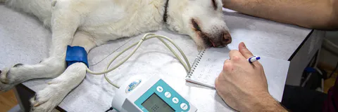 Evolution of Degenerative Myxomatous Mitral Valve Disease in a Canine Fox Terrier: A Case Report