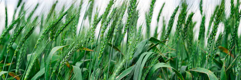 Effects Of Green Farming Practices/Environmentally Friendly Practices On Small Scale Agricultural Production In Kenya, A  Case Study In Siaya County.