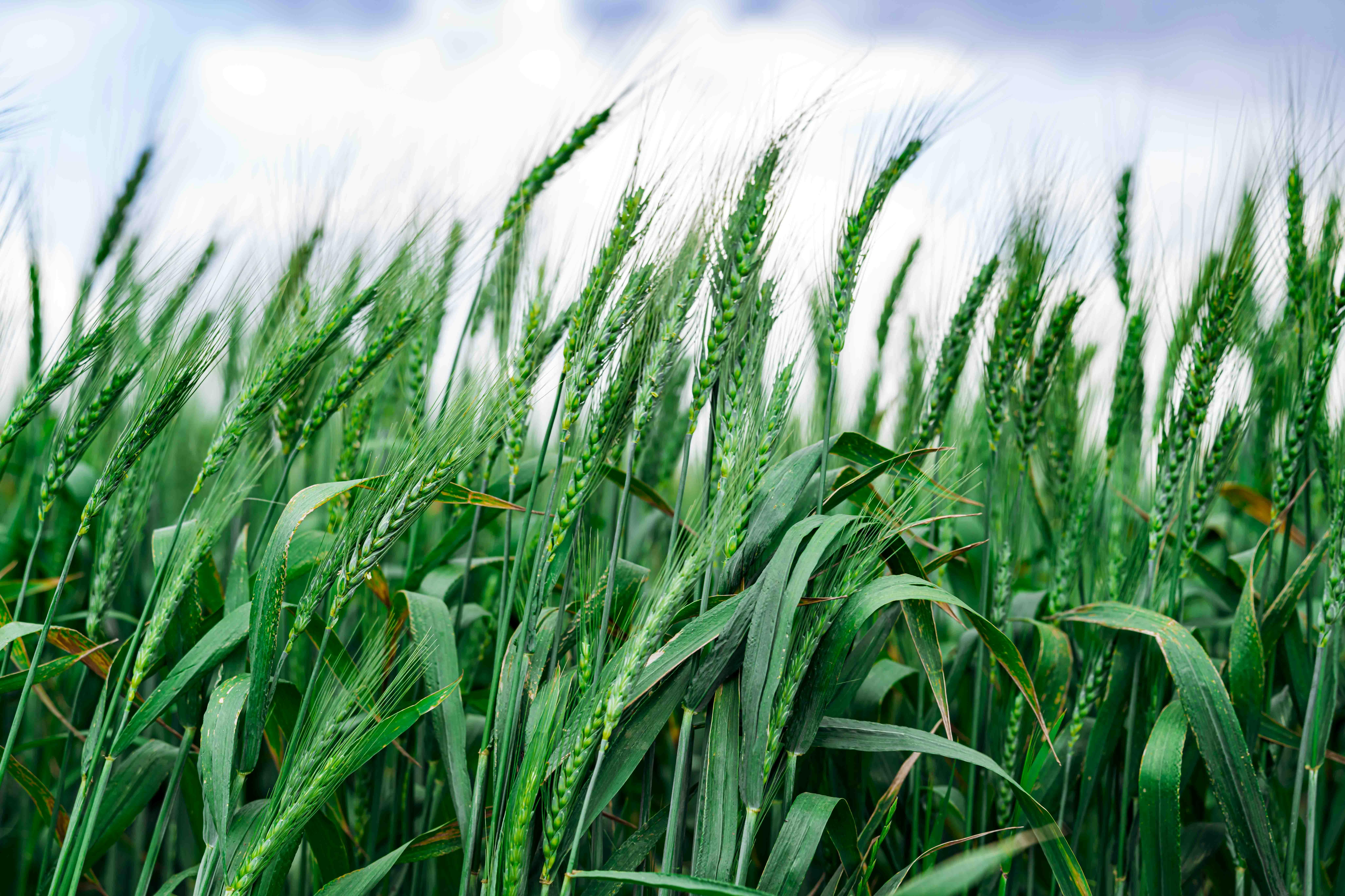 Effects Of Green Farming Practices/Environmentally Friendly Practices On Small Scale Agricultural Production In Kenya, A  Case Study In Siaya County.