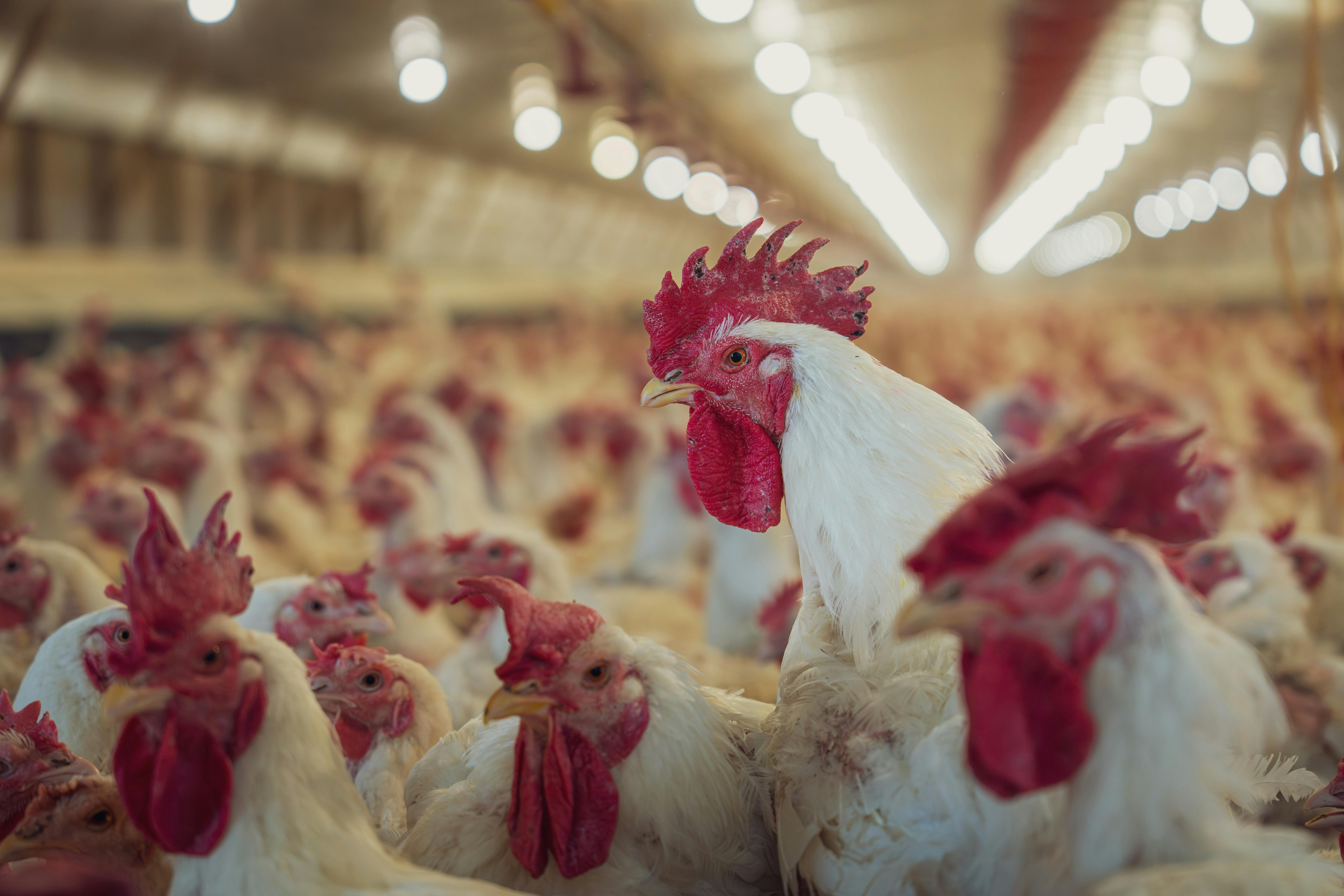Analysis of Risk Management in Poultry Production Enterprises in Akwa Ibom State