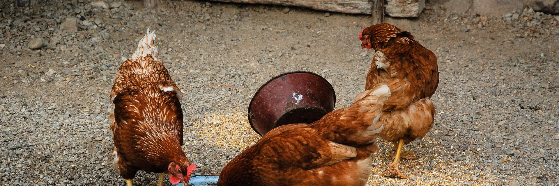Digestibility of Broiler Birds Fed Degraded and Detoxified Delonix Regia Banner