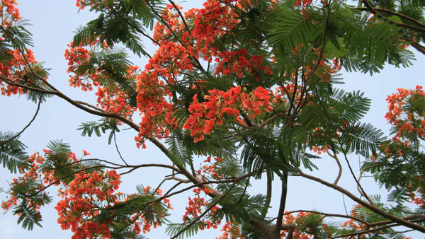 Digestibility of Broiler Birds Fed Degraded and Detoxified Delonix Regia