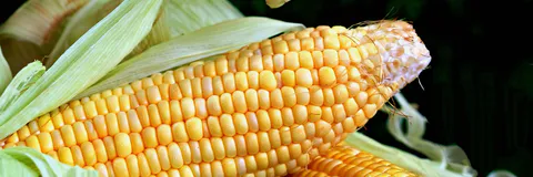Normalized Cumulative Ranks for Maize Breeding and Varietal Recommender System