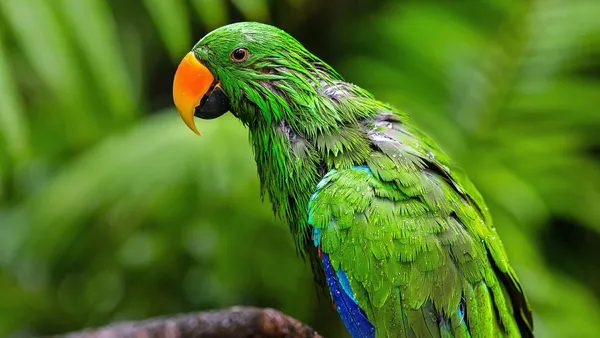 Borzeguim by Antônio Carlos Jobim: The Power of a Popular Song to Awaken Environmental Awareness