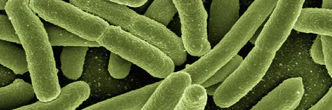 Intestinal Helminths Infections and Predisposing Factors among Pupils from Selected Primary Schools in Kamuganguzi Subcounty, Kabale District, South Western Uganda