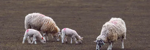 Detected some virulence factors of Corynebacteria isolated from ruminants
