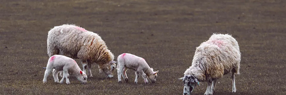 Detected some virulence factors of Corynebacteria isolated from ruminants Banner
