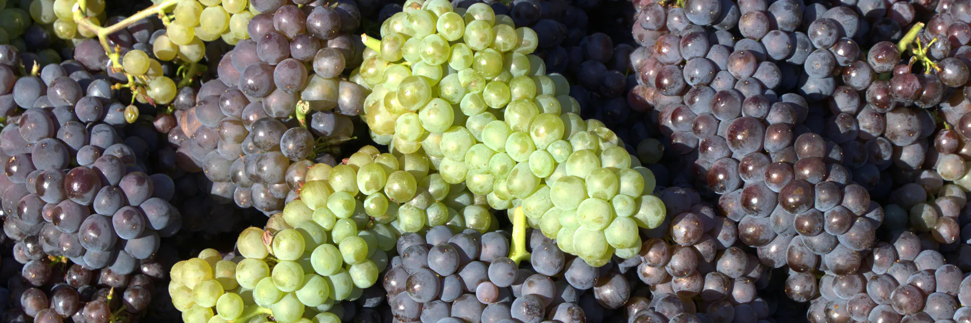Hepatoprotective Effect of Merlot Grape Pomace Extract Against Acetaminophen Induced Damage in Mouse Banner