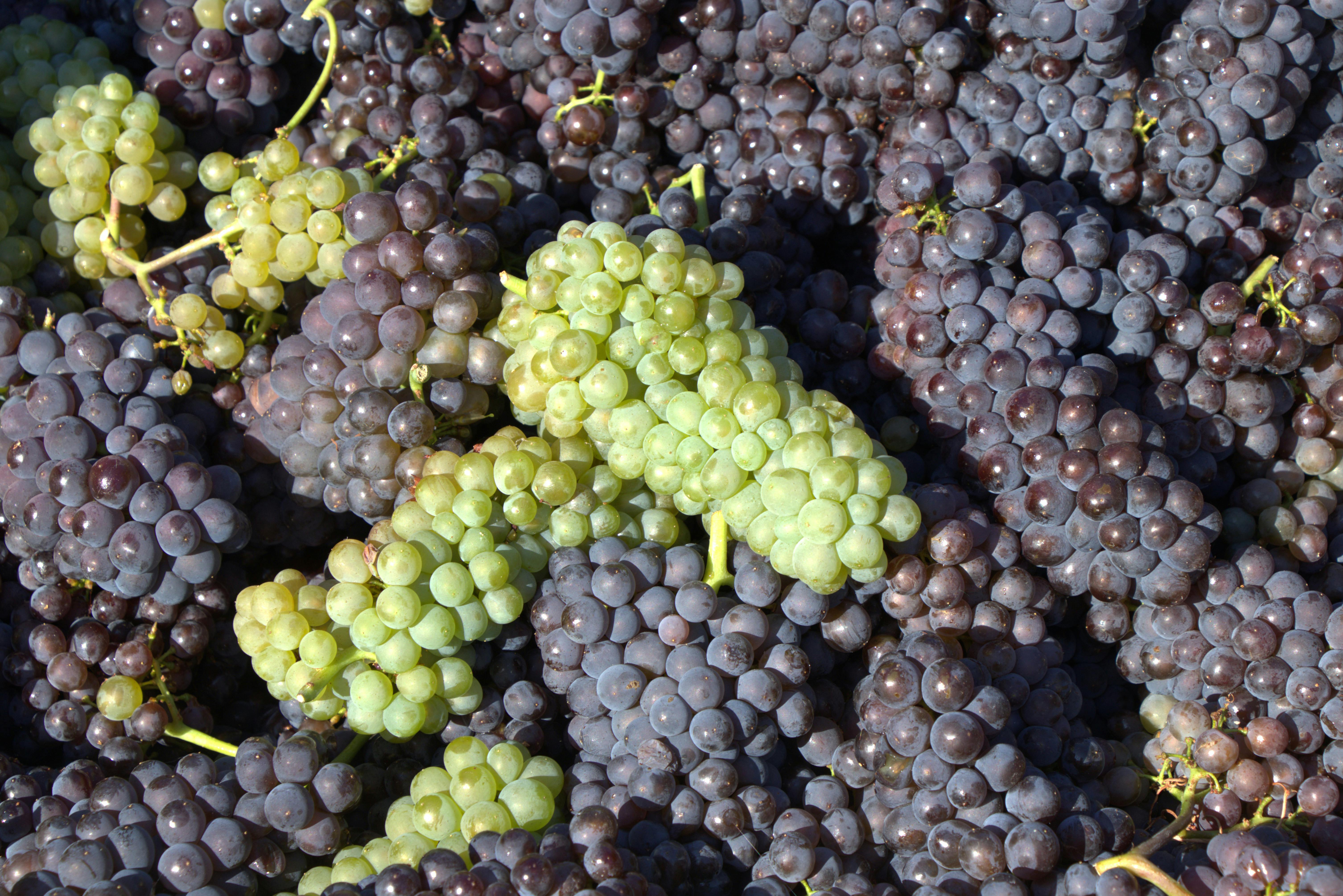 Hepatoprotective Effect of Merlot Grape Pomace Extract Against Acetaminophen Induced Damage in Mouse