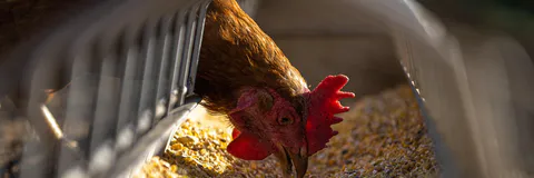 Socio Economic Status of Backyard Poultry Farming Farmers in North Region of Lucknow, U