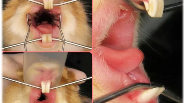 Malocclusion in a Rabbit – Case Report