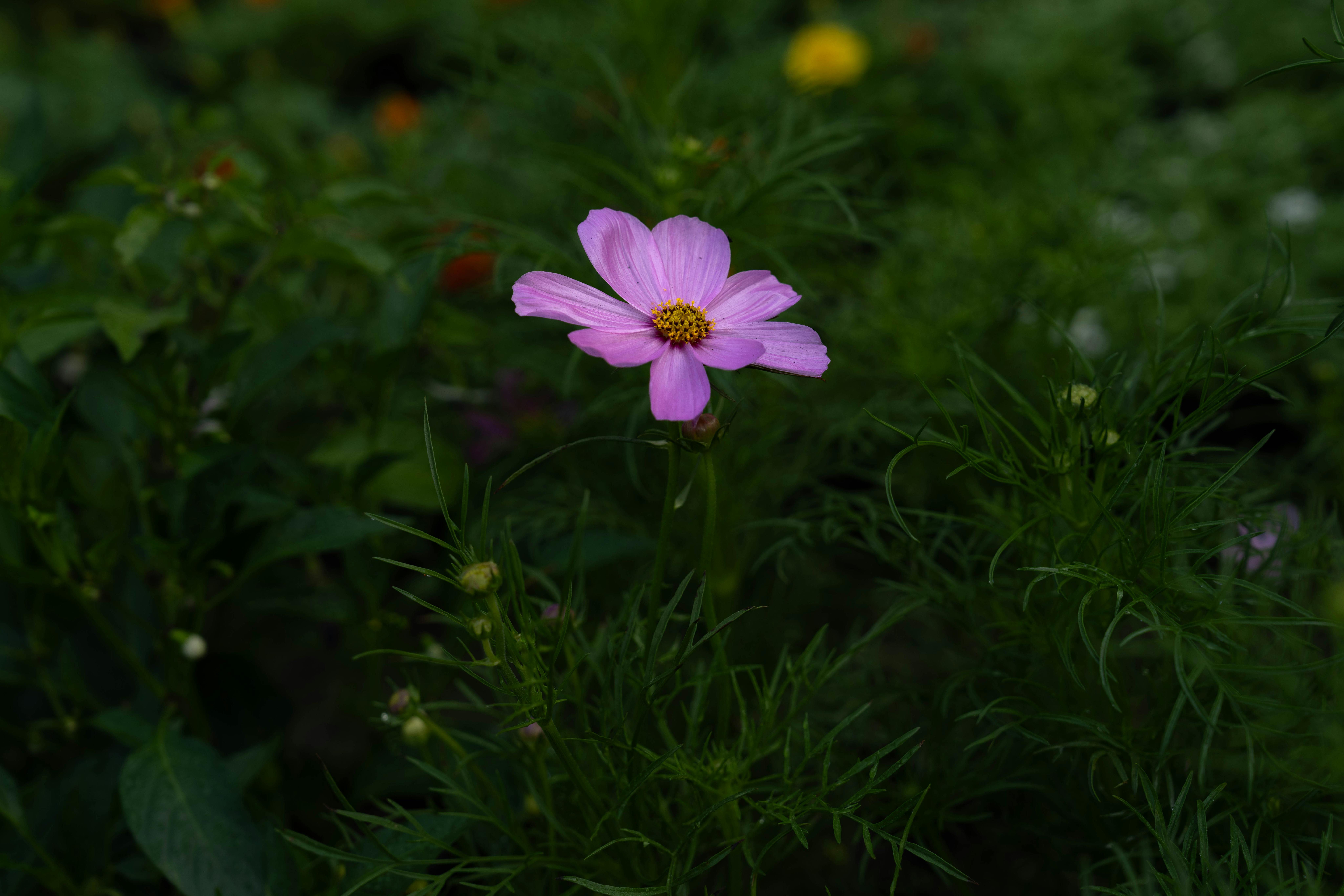 Light as the Structure-Forming and Semantic Basis of Carlos Reygados Film & Silent Light on the Problem of the Holonomic World