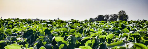 Advancing Black Gram (Vigna Mungo L.) Disease Diagnosis Through Deep Learning Techniques