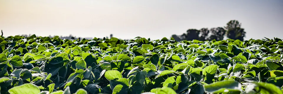Advancing Black Gram (Vigna Mungo L.) Disease Diagnosis Through Deep Learning Techniques Banner