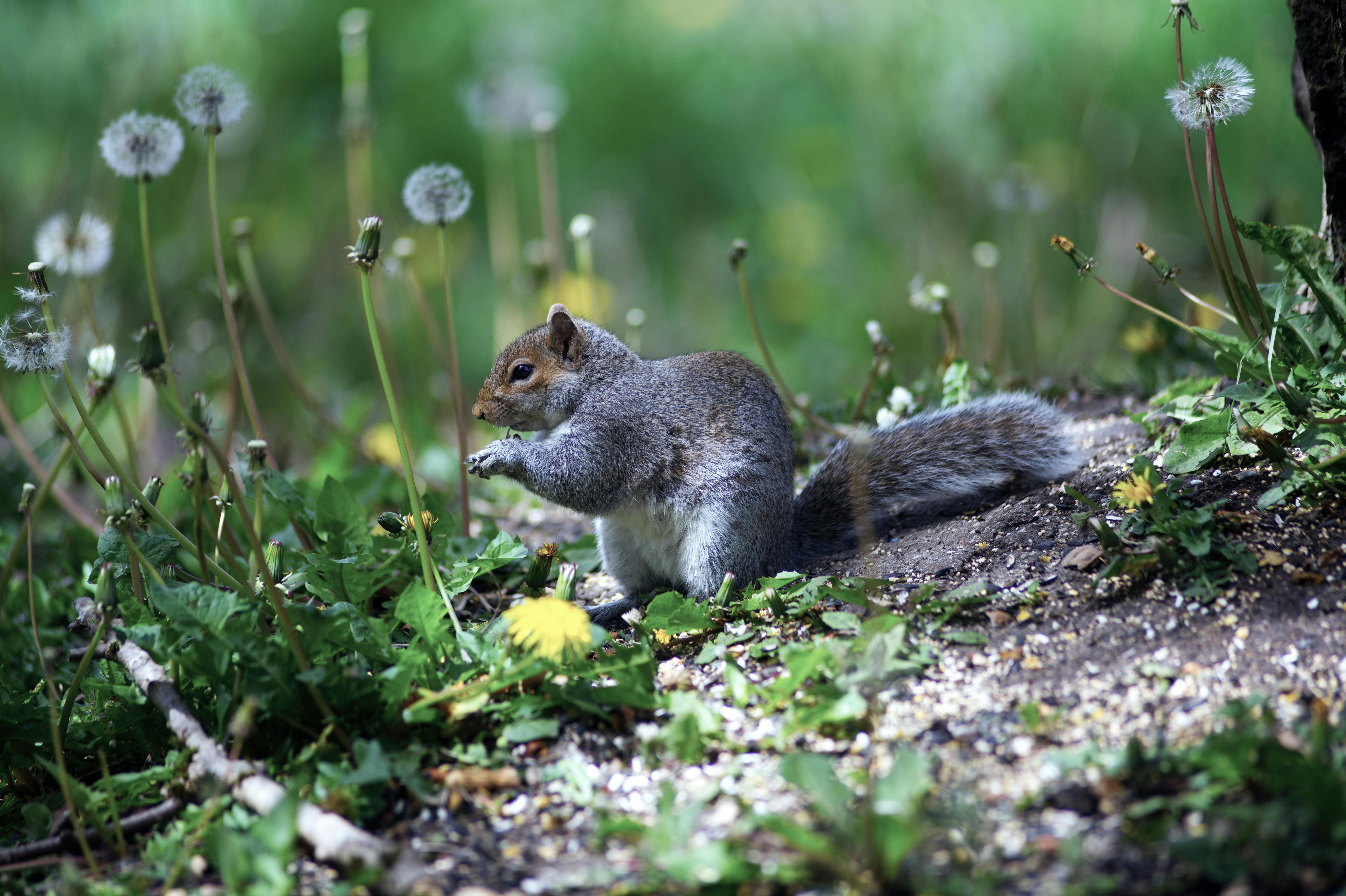 Native Mycorrhizh-Forming Fungi Associated with Cultivated Forage Plants in the Central Valley Of Catamarca, Argentina