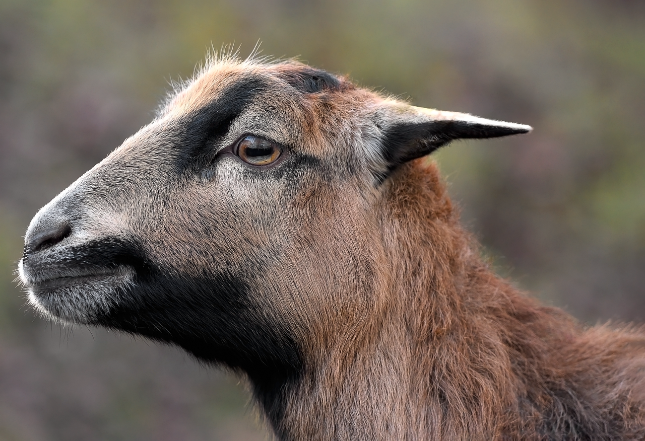 Entrepreneuriat Feminin Au Cameroun : A La Recherche Des Facteurs Exogenes De La  Performance Financiere