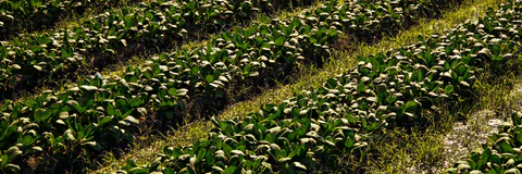 Nutrient Uptake, Post -Harvest Nutrient Availability and Nutrient balance Sheet under Integrated Nutrient Management Practices in Sweet Basil (Ocimum Basilicum L.) Cultivation