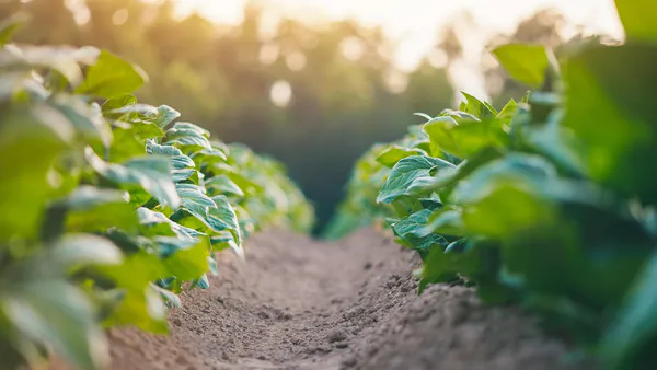 Features of Low-Temperature Microwave Processing of Tobacco