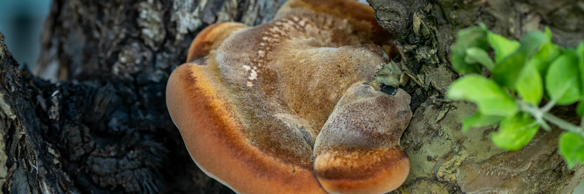 Medicinal Mushroom Biotechnology Banner