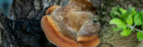 Medicinal Mushroom Biotechnology
