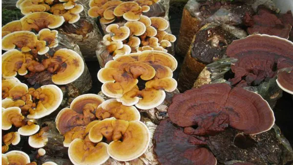 Medicinal Mushroom Biotechnology